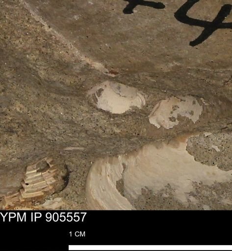 undet. Mollusca