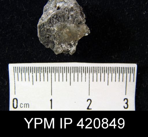undet. Strophomenoidea