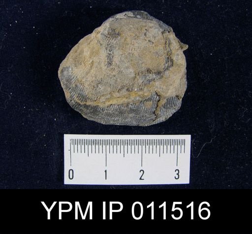 Linoproductus cora angustus