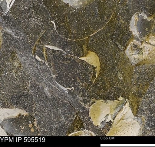 Protocardia sp.