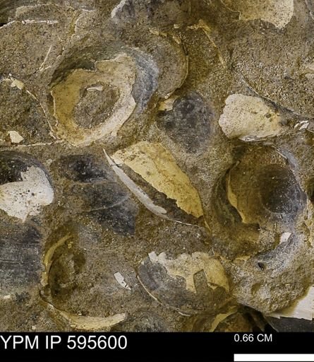 Protocardia sp.