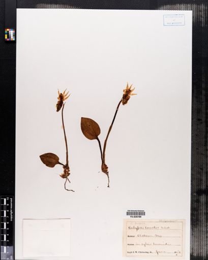 Calypso bulbosa