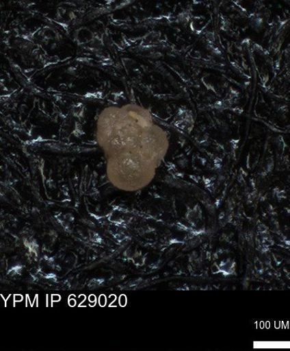 undet. Foraminiferida