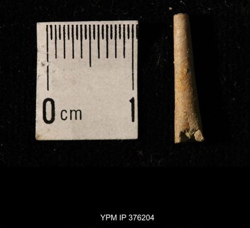 Pseudorthoceras knoxense