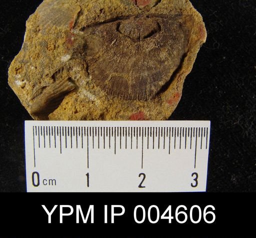 Douvillina ferquensis