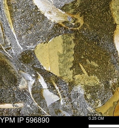 undet. Bivalvia
