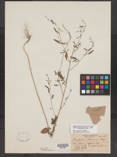 Chenopodium foggii