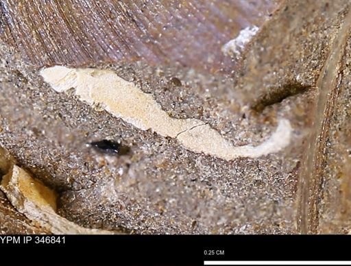 undet. Bivalvia