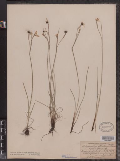 Sisyrinchium atlanticum
