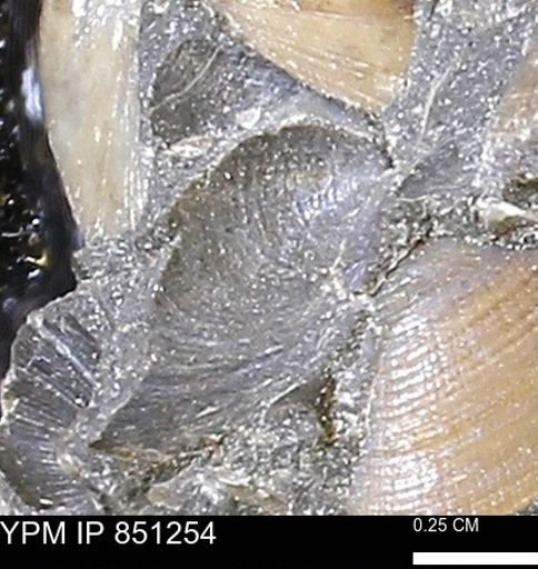 Limopsis striatopunctatus