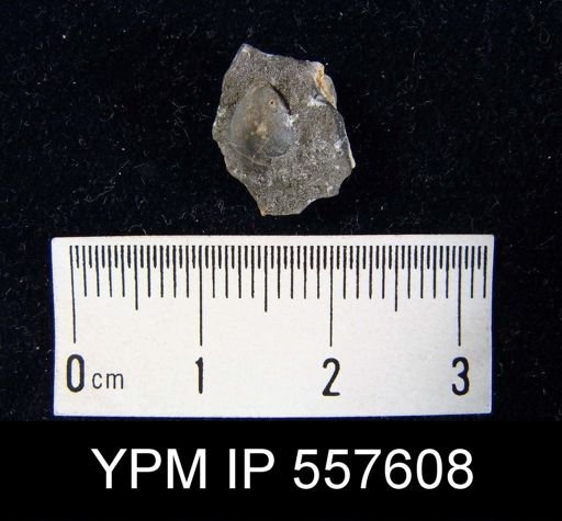 undet. Brachiopoda