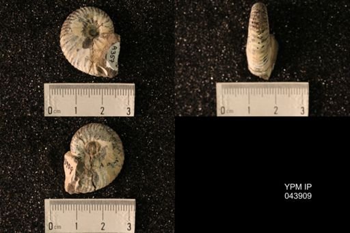 Hoploscaphites nicolletii