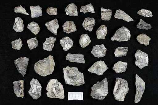 undet. Actinopterygii