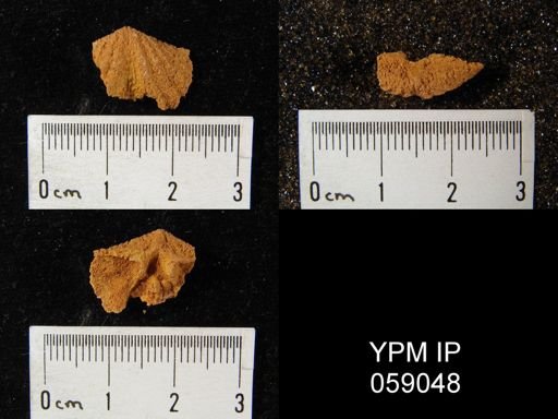 Delthyris perlamellosa
