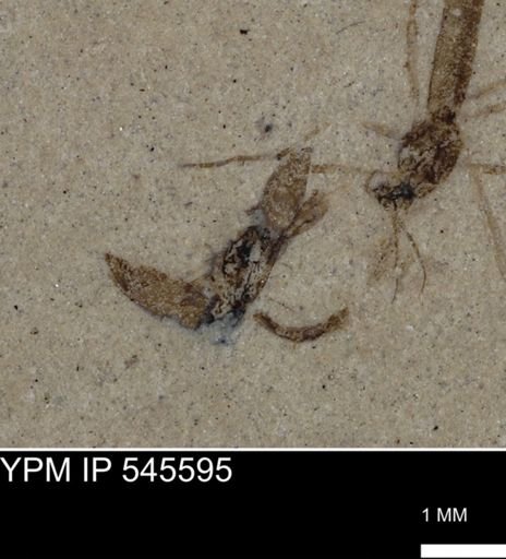 undet. Insecta