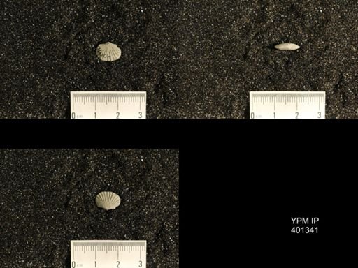 Plectorthis plicatella