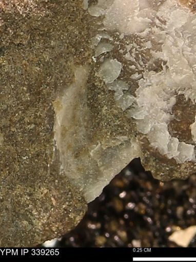 undet. Mollusca