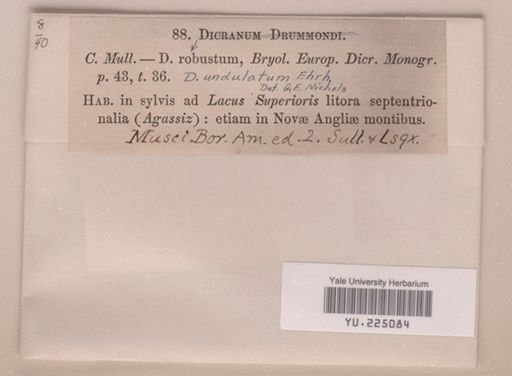 Dicranum undulatum