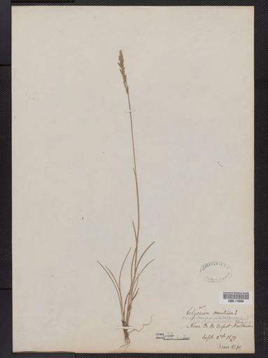 Puccinellia fasciculata