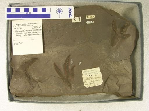 Trihamus magnus