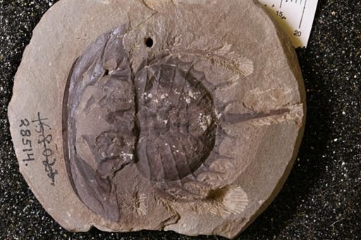 Euproops danae