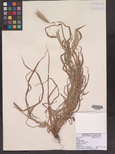 Plantae
