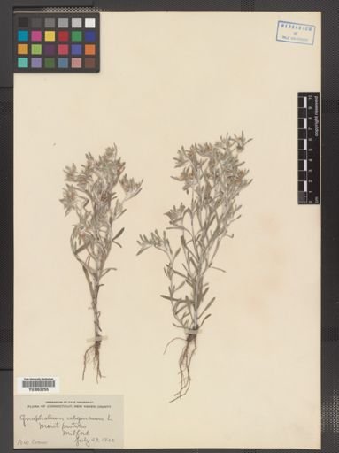 Gnaphalium uliginosum