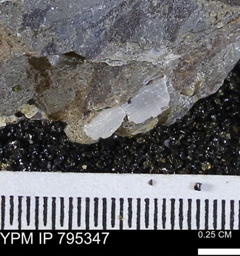 undet. Mollusca