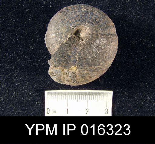 Stacheoceras toumanskyae