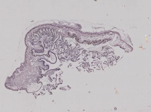 Crepidula fornicata