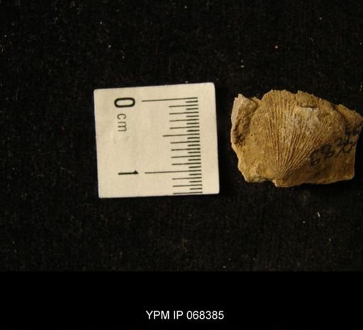 Doleroides cf. pervetus