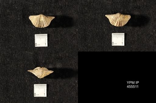 Platystrophia acutilirata