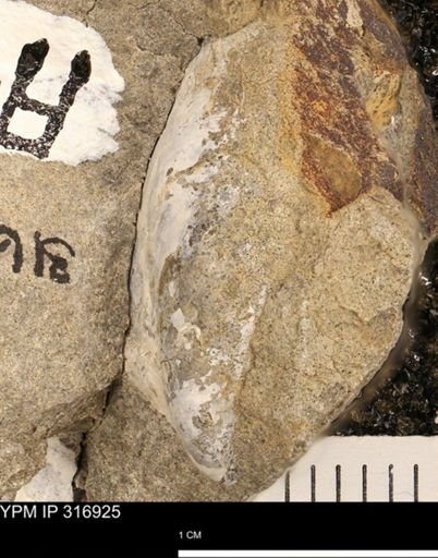 Phelopteria
