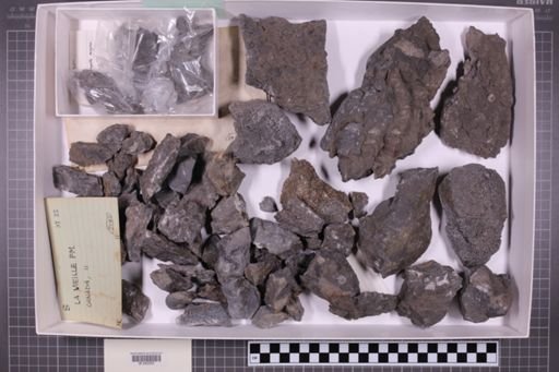 mixed taxa, stratigraphic collection