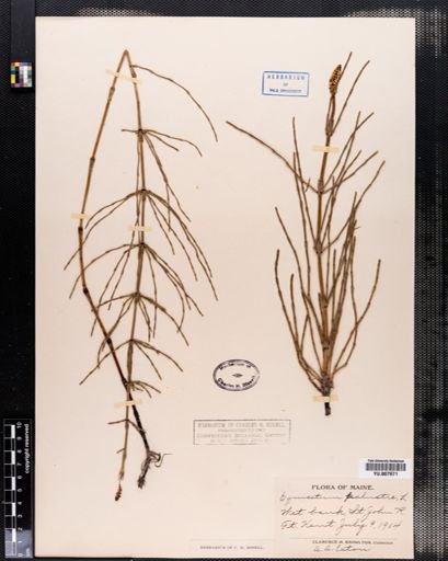 Equisetum palustre