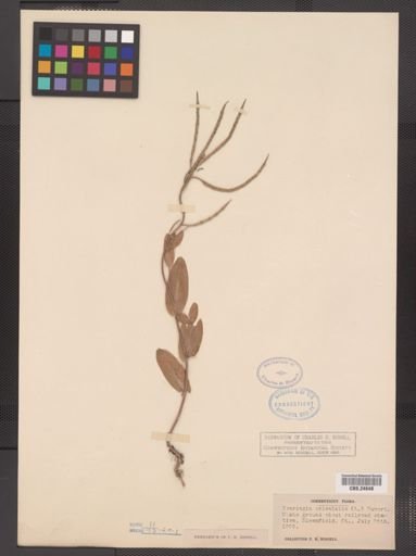 Conringia orientalis