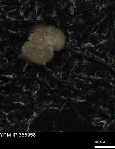 undet. Foraminiferida