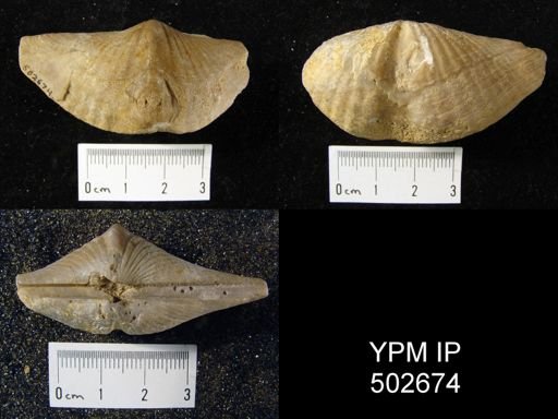 Spirifer macrothyris