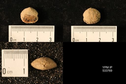 Dalmanella sp.