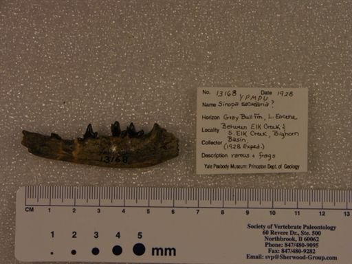 Prototomus secundaria