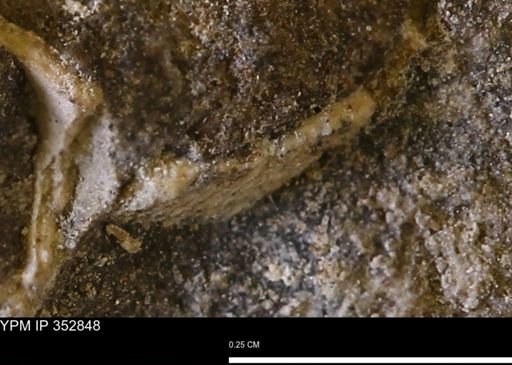 undet. Bivalvia