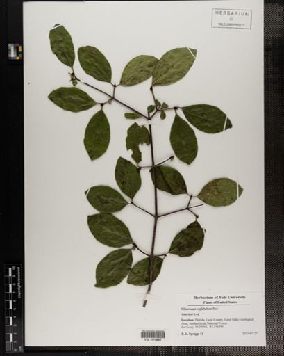 Plantae