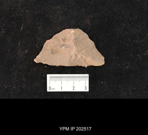 Holcoptera schlotheimi