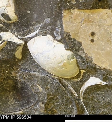 undet. Bivalvia