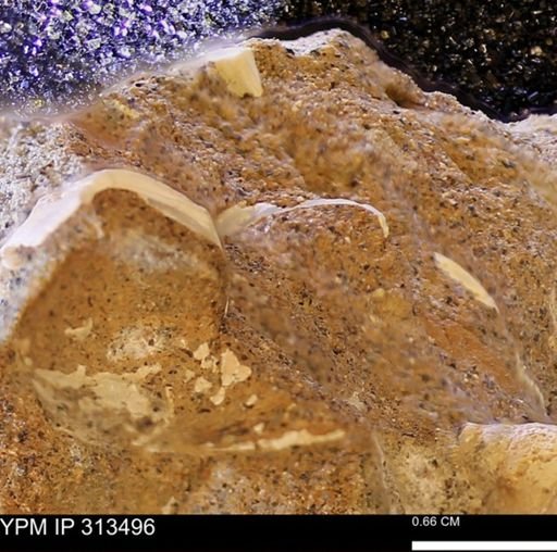 undet. Mollusca