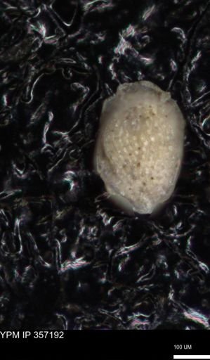 taxon undetermined