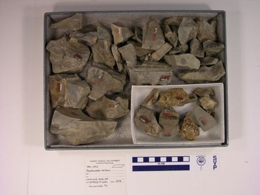 Baptanodon natans