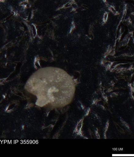 undet. Foraminiferida