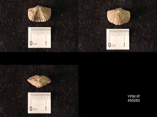Platystrophia juvenes