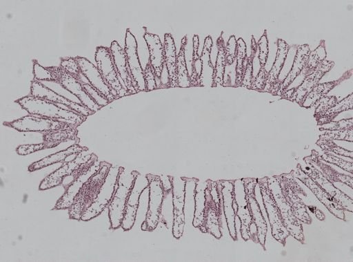 Sycon ciliatum